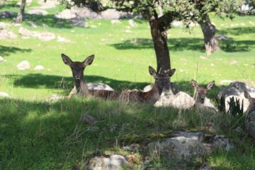 Fotografía de fauna realizada durante la ruta 4x4 por el corazón del monte mediterráneo, en la Sierra de Andújar y Baños de la Encina. TourLynx.