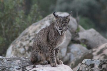 Fotografía lince en la Sierra de Andújar. TourLynx.