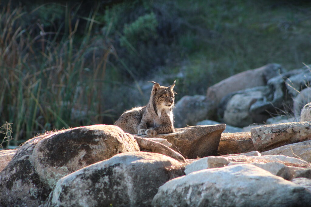 Fotografía de un ejemplar de lince ibérico captado desde el hide en la Sierra de Andújar