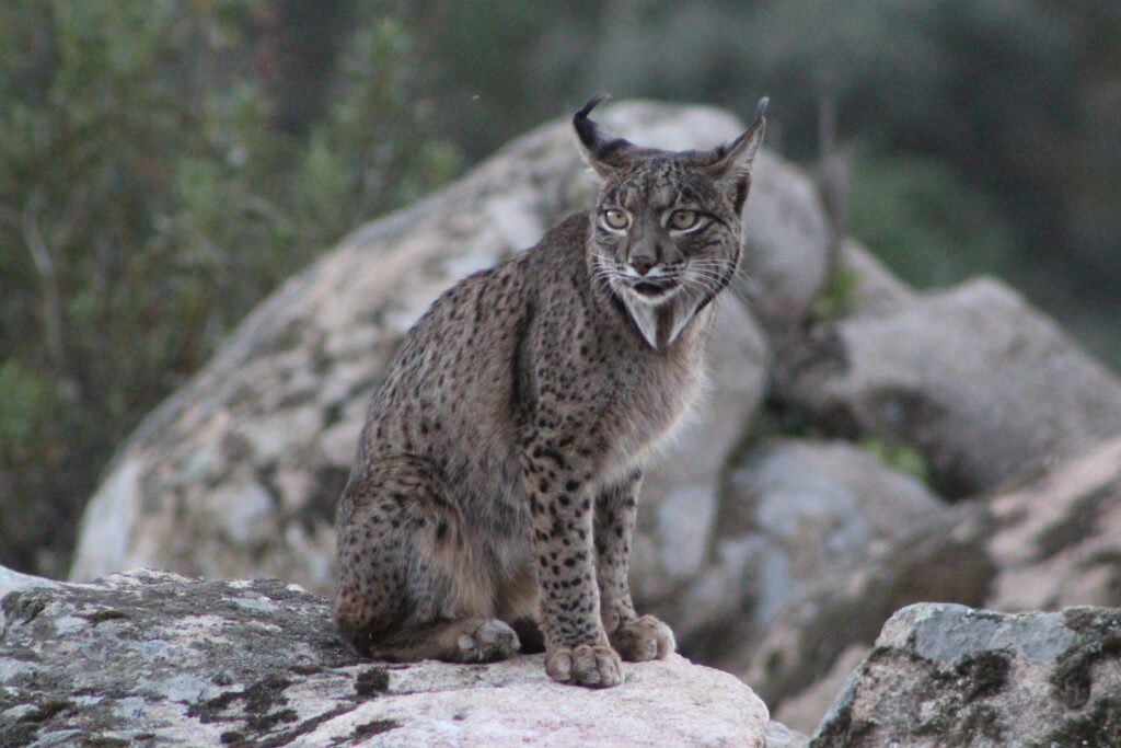 Fotografía de un ejemplar de lince ibérico captado desde el hide en la Sierra de Andújar. TourLynx