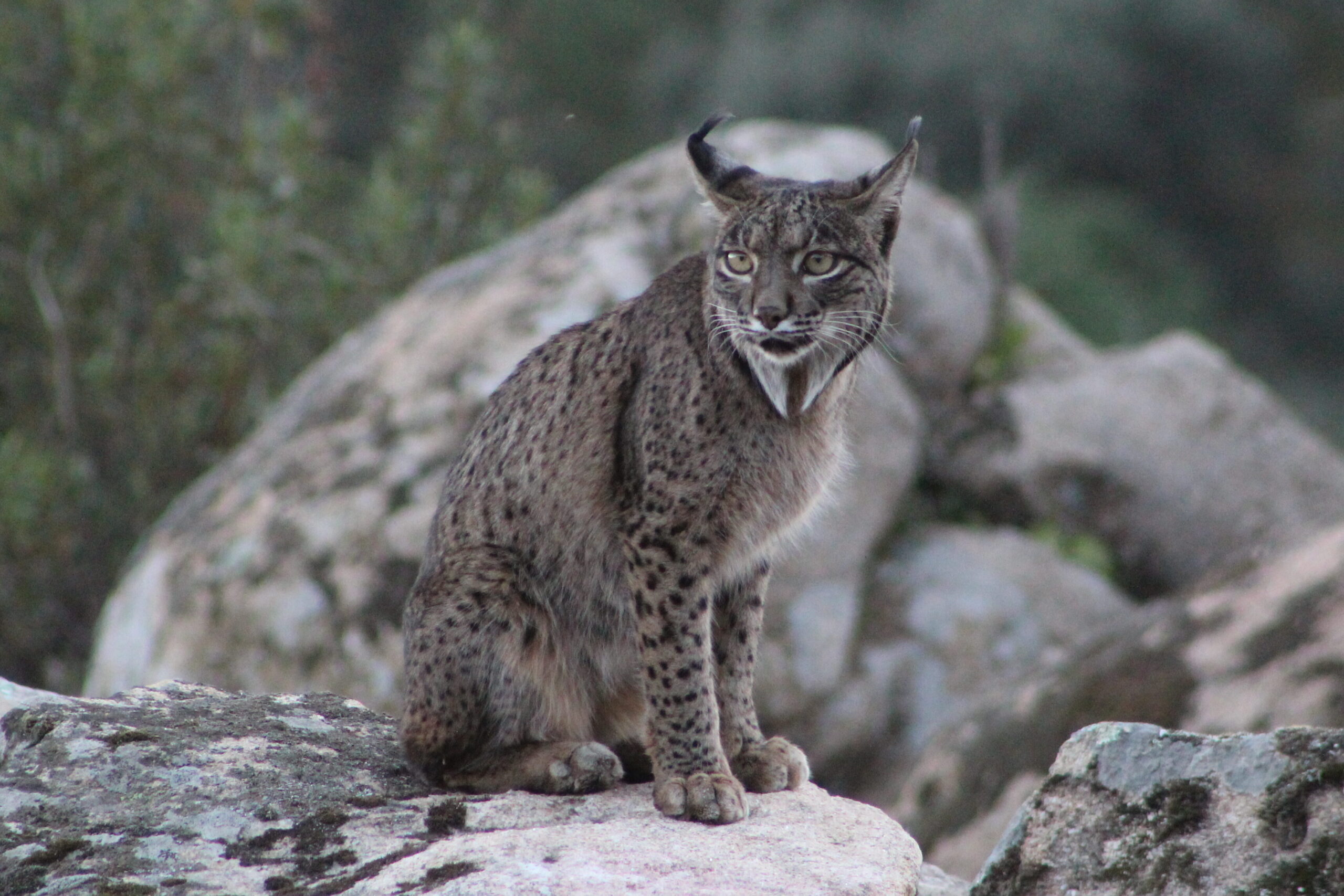 Fotografía de un ejemplar de lince ibérico captado desde el hide en la Sierra de Andújar