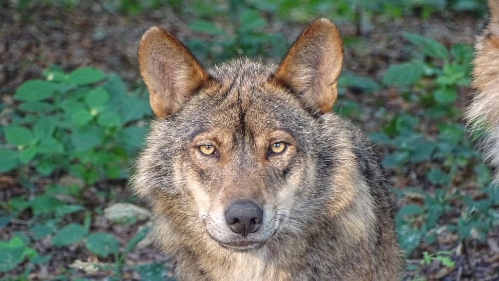 Imagen lobo ibérico, protagonista principal de la ruta de senderismo de Entrelobos en la Sierra de Cardeña y Montoro 