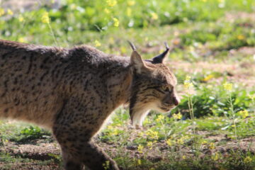 Fotografía de lince ibérico desde hide fotográfico